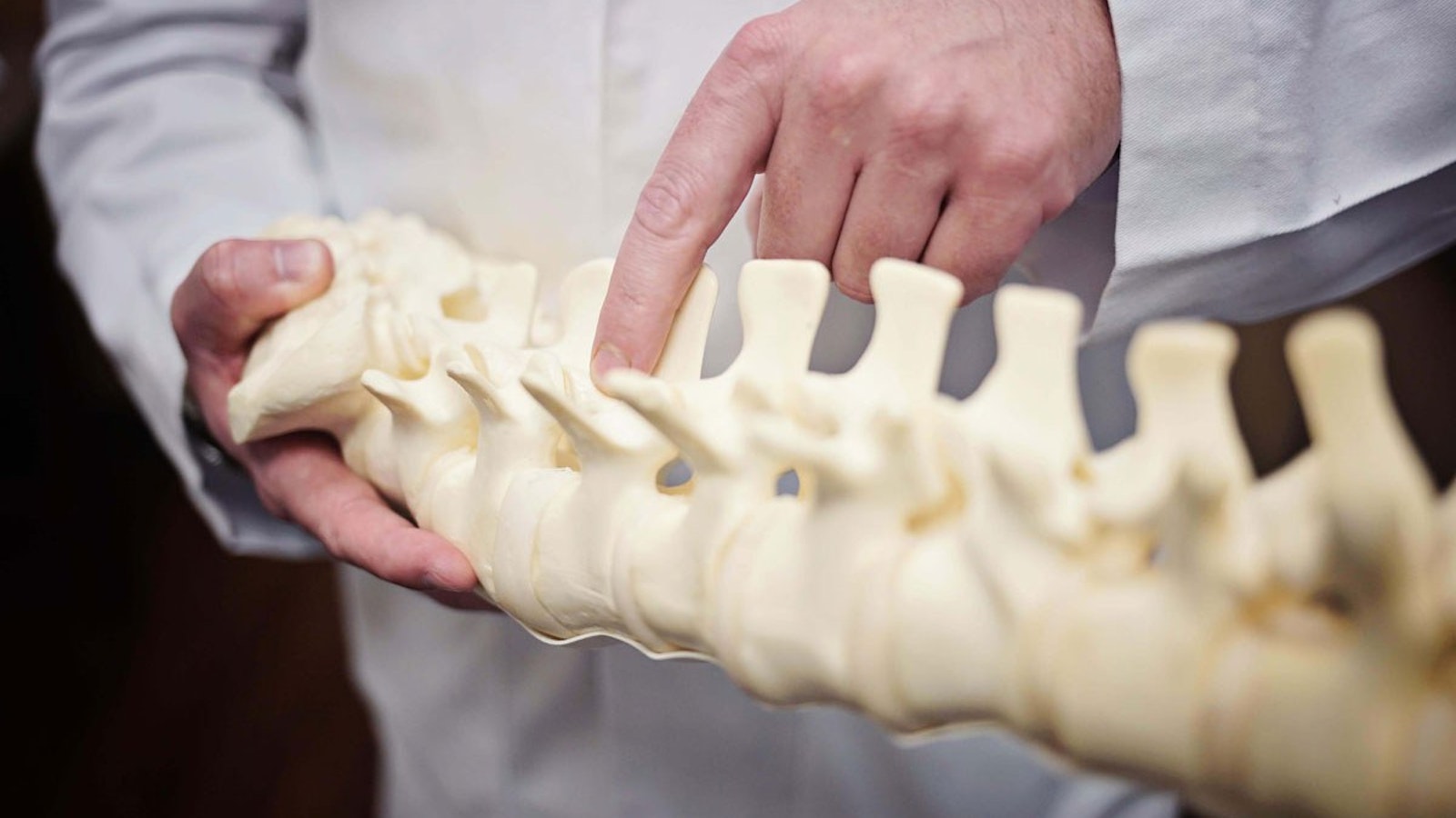 A doctor using a spine to instruct a client at a spinal clinic